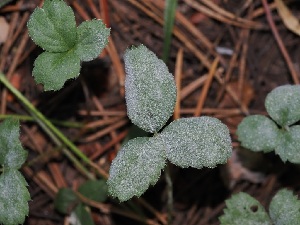  ( - FDS-CA-06713)  @11 [ ] by (2024) Justin Paulin Fungal Diversity Survey