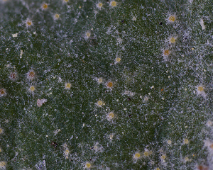  ( - FDS-CA-06714)  @11 [ ] by (2024) Justin Paulin Fungal Diversity Survey