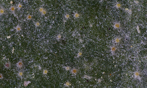  (Golovinomyces asterum - FDS-CA-06714)  @11 [ ] by (2024) Justin Paulin Fungal Diversity Survey