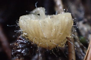  ( - FDS-CA-05345)  @11 [ ] by-nc (2024) Damon Tighe Fungal Diversity Survey