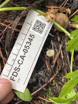  ( - FDS-CA-05345)  @11 [ ] by-nc (2024) Damon Tighe Fungal Diversity Survey