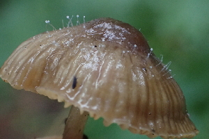  (Mucorales - FDS-CA-05345)  @11 [ ] by-nc (2024) Damon Tighe Fungal Diversity Survey