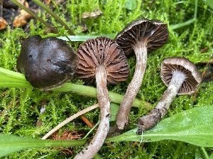  ( - FDS-CA-05353)  @11 [ ] by-nc (2024) Damon Tighe Fungal Diversity Survey