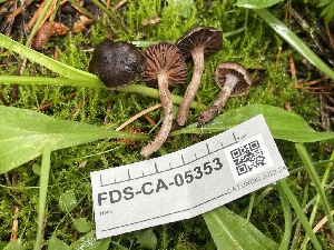  ( - FDS-CA-05353)  @11 [ ] by-nc (2024) Damon Tighe Fungal Diversity Survey