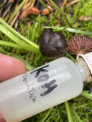  ( - FDS-CA-05353)  @11 [ ] by-nc (2024) Damon Tighe Fungal Diversity Survey