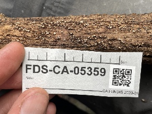 ( - FDS-CA-05359)  @11 [ ] by-nc (2024) Damon Tighe Fungal Diversity Survey