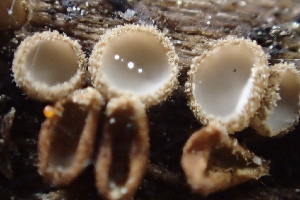  ( - FDS-CA-05359)  @11 [ ] by-nc (2024) Damon Tighe Fungal Diversity Survey