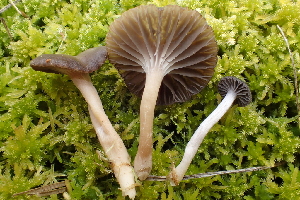  ( - FDS-CA-05362)  @11 [ ] by-nc (2024) Damon Tighe Fungal Diversity Survey
