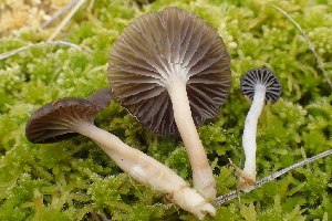  ( - FDS-CA-05362)  @11 [ ] by-nc (2024) Damon Tighe Fungal Diversity Survey