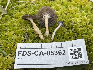  ( - FDS-CA-05362)  @11 [ ] by-nc (2024) Damon Tighe Fungal Diversity Survey