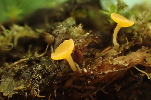  ( - FDS-CA-05365)  @11 [ ] by-nc (2024) Damon Tighe Fungal Diversity Survey