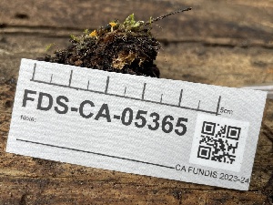  ( - FDS-CA-05365)  @11 [ ] by-nc (2024) Damon Tighe Fungal Diversity Survey