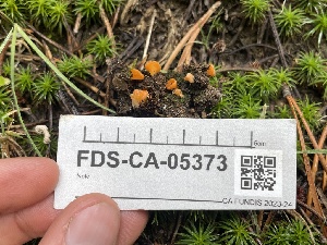  ( - FDS-CA-05373)  @11 [ ] by-nc (2024) Damon Tighe Fungal Diversity Survey