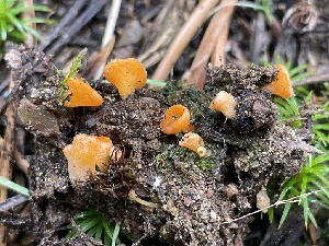  ( - FDS-CA-05373)  @11 [ ] by-nc (2024) Damon Tighe Fungal Diversity Survey