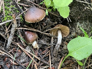  ( - FDS-CA-05374)  @11 [ ] by-nc (2024) Damon Tighe Fungal Diversity Survey