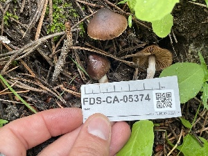  ( - FDS-CA-05374)  @11 [ ] by-nc (2024) Damon Tighe Fungal Diversity Survey