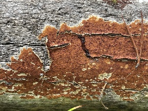  (Athelia - FDS-CA-05381)  @11 [ ] by-nc (2024) Damon Tighe Fungal Diversity Survey