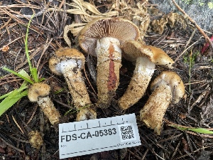  ( - FDS-CA-05383)  @11 [ ] by-nc (2024) Damon Tighe Fungal Diversity Survey
