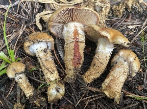  ( - FDS-CA-05383)  @11 [ ] by-nc (2024) Damon Tighe Fungal Diversity Survey