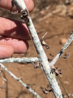  ( - FDS-CA-04884)  @11 [ ] by-nc (2024) Dean Lyons Fungal Diversity Survey