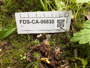  (Mycena sp. capillaripes-PNW01 - FDS-CA-06830)  @11 [ ] by-nc (2024) Stu Pickell Fungal Diversity Survey