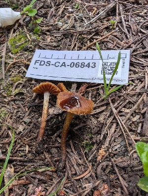  ( - FDS-CA-06843)  @11 [ ] by-nc (2024) Stu Pickell Fungal Diversity Survey