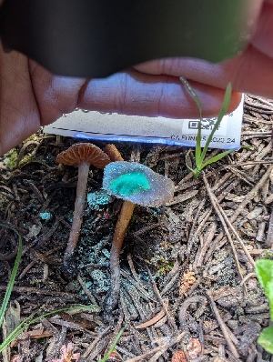  (Cortinarius saniosus - FDS-CA-06843)  @11 [ ] by-nc (2024) Stu Pickell Fungal Diversity Survey