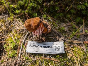  (Pseudorhizina - FDS-CA-06854)  @11 [ ] by-nc (2024) Stu Pickell Fungal Diversity Survey