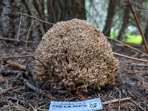  (Ramaria sp. rubrievanescens-PNW09 - FDS-CA-06855)  @11 [ ] by-nc (2024) Stu Pickell Fungal Diversity Survey