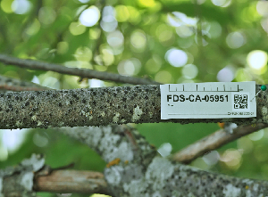  (Diatrype sp. CA02 - FDS-CA-05951)  @11 [ ] by-nc (2024) Fresno Mycology Society Fungal Diversity Survey