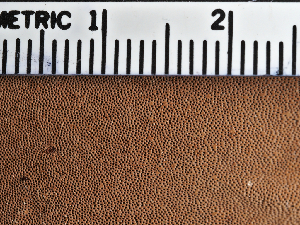  ( - FDS-CA-05953)  @11 [ ] by-nc (2024) Fresno Mycology Society Fungal Diversity Survey