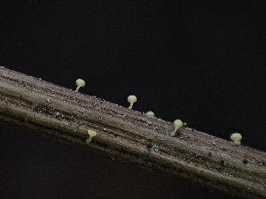  (Hymenoscyphus sp. CA11 - FDS-CA-05121)  @11 [ ] by (2024) Mandy Hackney Fungal Diversity Survey