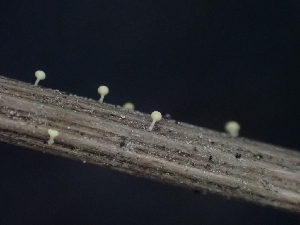  ( - FDS-CA-05121)  @11 [ ] by (2024) Mandy Hackney Fungal Diversity Survey