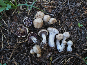  ( - FDS-CA-05957)  @11 [ ] by-nc (2024) Fresno Mycology Society Fungal Diversity Survey