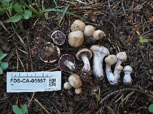  ( - FDS-CA-05957)  @11 [ ] by-nc (2024) Fresno Mycology Society Fungal Diversity Survey