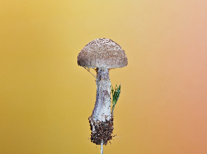  ( - FDS-CA-05957)  @11 [ ] by-nc (2024) Fresno Mycology Society Fungal Diversity Survey