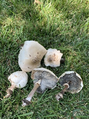  ( - FDS-CA-05401)  @11 [ ] by-nc (2024) Unspecified Fungal Diversity Survey