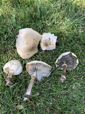  ( - FDS-CA-05401)  @11 [ ] by-nc (2024) Unspecified Fungal Diversity Survey