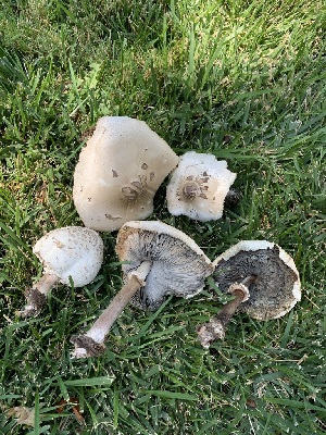  ( - FDS-CA-05401)  @11 [ ] by-nc (2024) Unspecified Fungal Diversity Survey