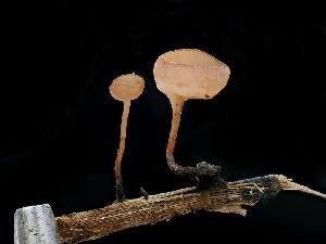  (Myriosclerotinia sp. CA01 - FDS-CA-04742)  @11 [ ] by (2024) Justin Paulin Fungal Diversity Survey