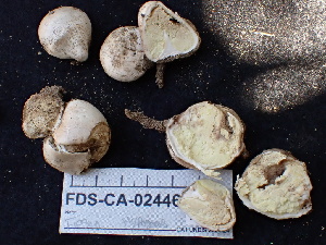  ( - FDS-CA-02446)  @11 [ ] by-nc (2024) Jaren Hockert Fungal Diversity Survey