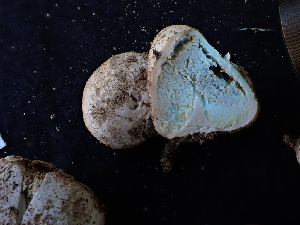 ( - FDS-CA-02446)  @11 [ ] by-nc (2024) Jaren Hockert Fungal Diversity Survey