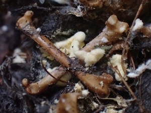  (Arthrodermataceae - FDS-CA-05139)  @11 [ ] by (2024) Mandy Hackney Fungal Diversity Survey