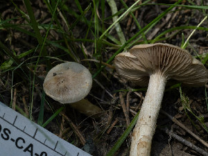  ( - FDS-CA-06826)  @11 [ ] by-nc (2024) Stu Pickell Fungal Diversity Survey
