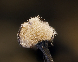  ( - FDS-CA-04760)  @11 [ ] by (2024) Justin Paulin Fungal Diversity Survey