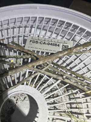  ( - FDS-CA-04884)  @11 [ ] by-nc (2024) Dean Lyons Fungal Diversity Survey