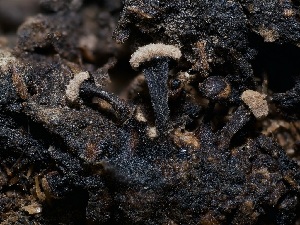  ( - FDS-CA-04760)  @11 [ ] by (2024) Justin Paulin Fungal Diversity Survey