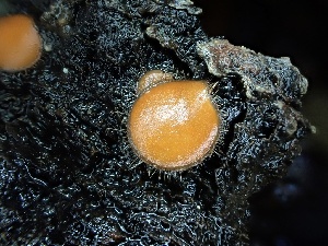  (Scutellinia superba - FDS-CA-04983)  @11 [ ] c (2024) Rudy Diaz Fungal Diversity Survey