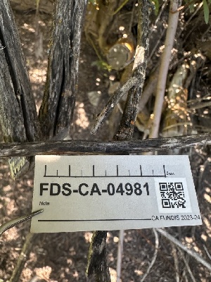  ( - FDS-CA-04981)  @11 [ ] c (2024) Rudy Diaz Fungal Diversity Survey