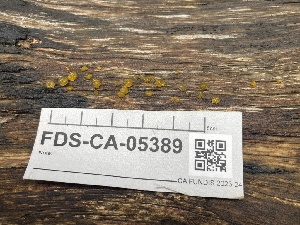  ( - FDS-CA-05389)  @11 [ ] by-nc (2024) Damon Tighe Fungal Diversity Survey